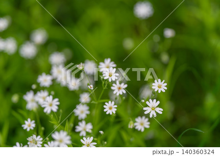 Calm early morning scene of dewkissed wildflowers radiating tranquility. Peaceful morning nature shot highlighting delicate petals and shimmering dew under soft illumination Calm early morning scene of dewkissed wildflowers radiating tranquility. Peaceful morning nature shot highlighting delicate petals and shimmering dew under soft illumination 140360324