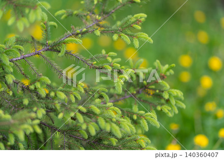 Fresh greenery with blossoms present. Closeup of verdant twigs and cheerful flower patches. Intimate view of vibrant green foliage and bright yellow dandelion blossoms Fresh greenery with blossoms present. Closeup of verdant twigs and cheerful flower patches. Intimate view of vibrant green foliage and bright yellow dandelion blossoms 140360407