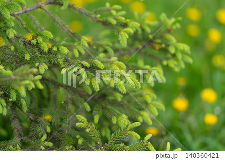 Evergreen needles blend with sunny dandelions in peaceful scenery. Detailed view of coniferous branches alongside carpet of bright dandelions in calm spring landscape Evergreen needles blend with sunny dandelions in peaceful scenery. Detailed view of coniferous branches alongside carpet of bright dandelions in calm spring landscape 140360421