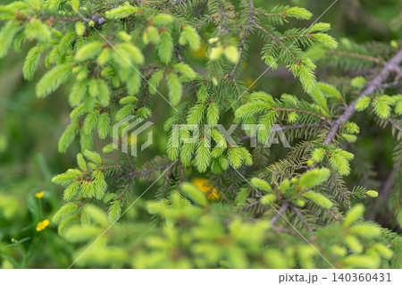 Quiet forest morning with vibrant budding foliage in sunlight scene. Serene early morning in forest with lively new leaves in sunlight creating peaceful tranquility Quiet forest morning with vibrant budding foliage in sunlight scene. Serene early morning in forest with lively new leaves in sunlight creating peaceful tranquility 140360431