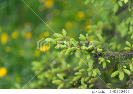 Spruce branch framed by yellow bloom, close textured needles with cheerful flower near lens and soft meadow behind, upbeat spring visual for marketing and floral themes 140360492