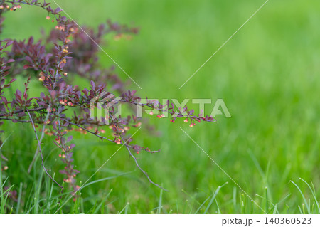 Purple shrub edge over grassy meadow, slender twig silhouette with tiny buds and deep green backdrop, soft depth and airy spring atmosphere for calm botanical visuals Purple shrub edge over grassy meadow, slender twig silhouette with tiny buds and deep green backdrop, soft depth and airy spring atmosphere for calm botanical visuals 140360523