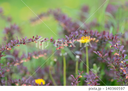Vivid botanical scene. Sunkissed lavender and green blades creating tranquil vintage appeal. Warmly highlighted purple and green plants capturing serene rustic summer atmosphere Vivid botanical scene. Sunkissed lavender and green blades creating tranquil vintage appeal. Warmly highlighted purple and green plants capturing serene rustic summer atmosphere 140360597