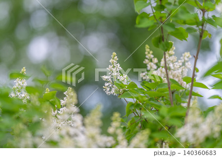 Dewy woodland scene. Peaceful morning with blooming branches. Serene early day amid soft tones and dew. Calm woodland setting with dewcovered lilacs and gentle hues Dewy woodland scene. Peaceful morning with blooming branches. Serene early day amid soft tones and dew. Calm woodland setting with dewcovered lilacs and gentle hues 140360683