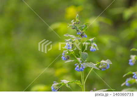 Spring blue wildflower showing fresh growth, vibrant leaves and early season light, dewy atmosphere conveying renewal, outdoor optimism and biophilic design use Spring blue wildflower showing fresh growth, vibrant leaves and early season light, dewy atmosphere conveying renewal, outdoor optimism and biophilic design use 140360733