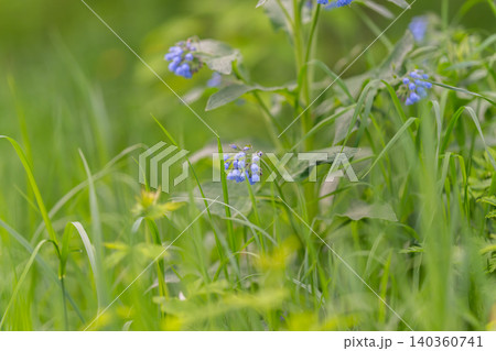 Blue herbaceous wildflower in natural setting, rough stems and clustered tiny blossoms, medicinal herb aesthetic for wellness packaging, spa and sustainable branding 140360741