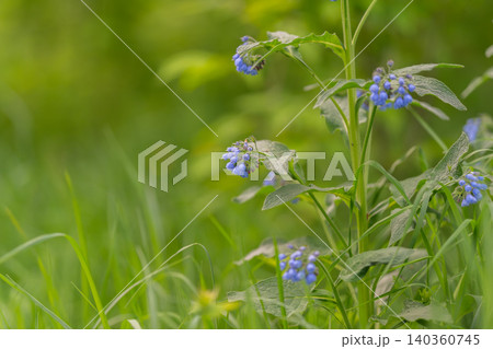 Blue wildflowers among tall green grass, soft focus background and seasonal growth, inviting habitat concept for pollination, conservation and eco lifestyle visuals 140360745