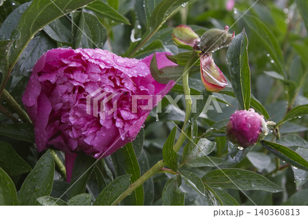 Pink Peony Flower and Buds with Raindrops Closeup Pink Peony Flower and Buds with Raindrops Closeup 140360813