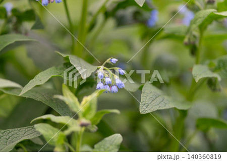 Green leaves highlight vibrant flowers. Botanical scenery with vivid blue blossom details. Lush plant life showcases vivid blue flower pattern framed by detailed foliage Green leaves highlight vibrant flowers. Botanical scenery with vivid blue blossom details. Lush plant life showcases vivid blue flower pattern framed by detailed foliage 140360819