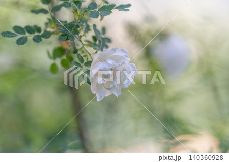 Lone white flower emerges through delicate morning haze landscape scene. An isolated white rose appears softly amidst tranquil mist creating nostalgic garden atmosphere Lone white flower emerges through delicate morning haze landscape scene. An isolated white rose appears softly amidst tranquil mist creating nostalgic garden atmosphere 140360928