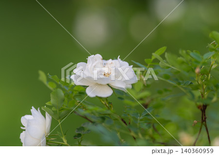 Single white blossom on tender green background. Calm early morning scene with delicate white flower. Serene scene of solitary white rose with soft green blurred backdrop 140360959