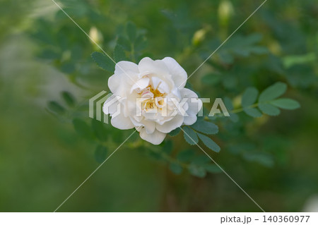 Soft white bloom reveals golden center. Graceful rose with delicate shadows and vibrant stamens. Elegant white flower surrounded by lush green leaves and subtle shading 140360977