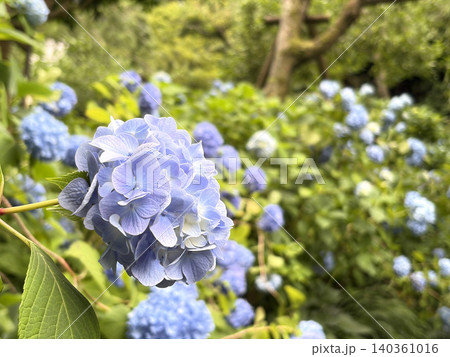 薄青から紫へのグラデーションが美しいアジサイの一輪と群生背景 薄青から紫へのグラデーションが美しいアジサイの一輪と群生背景 140361016