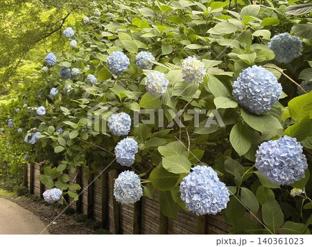 木の柵に沿ってたくさんの青い紫陽花が咲き並ぶ初夏の散歩道 木の柵に沿ってたくさんの青い紫陽花が咲き並ぶ初夏の散歩道 140361023