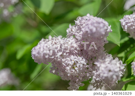Gentle lavender blooms evoke serenity. Delicate violet bunches in lush garden scene. Light lavender bunches captured with delicate shadows and romantic ambiance Gentle lavender blooms evoke serenity. Delicate violet bunches in lush garden scene. Light lavender bunches captured with delicate shadows and romantic ambiance 140361029