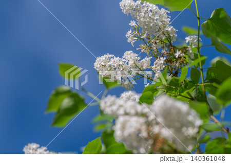 Gentle hues highlight delicate lilac blooms with dreamy background. Creamy lilac flowers with blurred leaves craft serene and romantic spring scene filled with soft colors 140361048