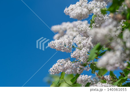 Sweet floral display. Beautiful lavender blossoms under blue sky. Scents of lilacs against bright summer sky. Purple lilac bunches contrast vividly with clear blue sky Sweet floral display. Beautiful lavender blossoms under blue sky. Scents of lilacs against bright summer sky. Purple lilac bunches contrast vividly with clear blue sky 140361055