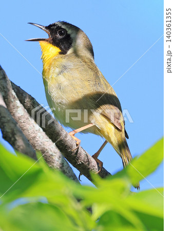 Common yellowthroat singing on the tree in the forest, Quebec Common yellowthroat singing on the tree in the forest, Quebec 140361355