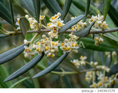 オリーブの花 オリーブの花 140361570