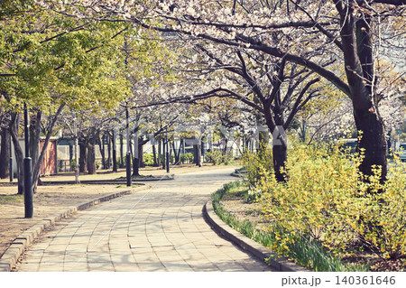 春の新宿公園 千葉中央 春の新宿公園 千葉中央 140361646