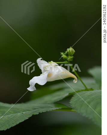 初夏の森の白花釣船草 初夏の森の白花釣船草 140362192