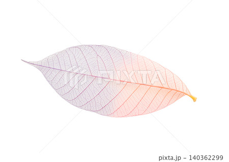 Skeleton leaf shows intricate patterns and textures, isolated, PNG Skeleton leaf shows intricate patterns and textures, isolated, PNG 140362299
