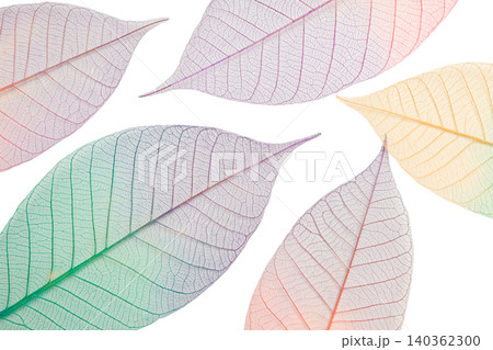 Leaves display delicate structures with subtle colors, isolated, PNG 140362300
