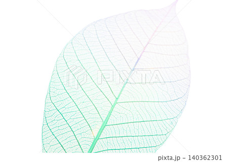 A skeleton leaf shows its fine vein structure, isolated, PNG A skeleton leaf shows its fine vein structure, isolated, PNG 140362301