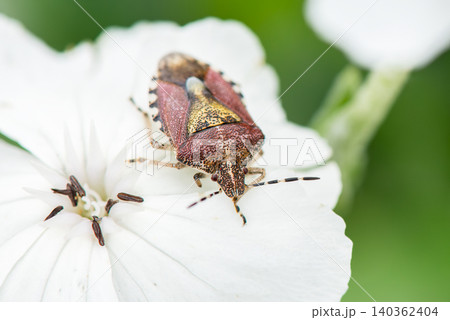 白い花にとまるブチヒゲカメムシ 白い花にとまるブチヒゲカメムシ 140362404