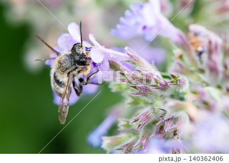 薄紫色の花の蜜を吸うハナバチ 薄紫色の花の蜜を吸うハナバチ 140362406