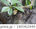 葉陰から覗くアオダイショウの幼蛇 140362440