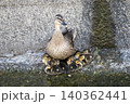 子供を守っているカルガモの親 140362441