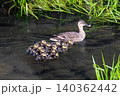 小鴨を率いて泳ぐカルガモの親子 140362442