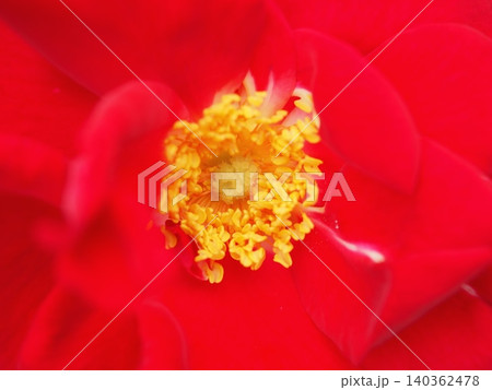バラの花びらと蕊(ロサ ガリカ オフィキナリス 20260515073707) バラの花びらと蕊(ロサ ガリカ オフィキナリス 20260515073707) 140362478