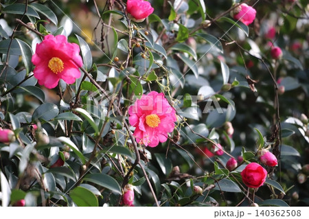 サザンカのピンクの花 140362508
