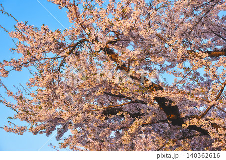 April 25 2026 Close up Of Cherry Blossoms At Goryokaku Park Hokkaido April 25 2026 Close up Of Cherry Blossoms At Goryokaku Park Hokkaido 140362616
