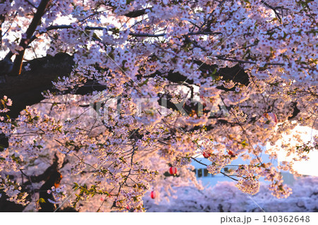 April 25 2026 Cherry Blossoms At Goryokaku Park Hokkaido 140362648