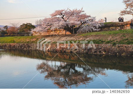 April 25 2026 Cherry Blossoms Along Goryokaku Moat At Sunset April 25 2026 Cherry Blossoms Along Goryokaku Moat At Sunset 140362650
