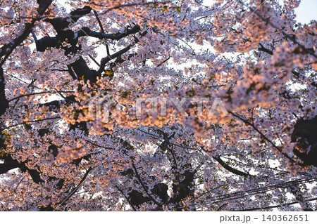 April 25 2026 Cherry Blossoms At Goryokaku Park Hokkaido April 25 2026 Cherry Blossoms At Goryokaku Park Hokkaido 140362651