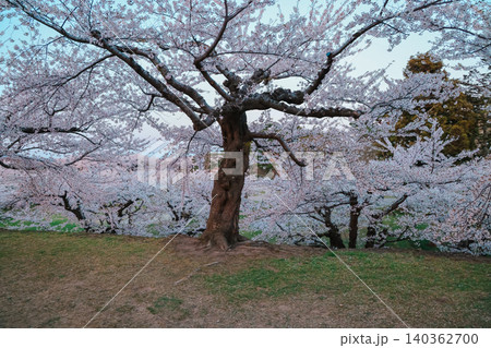 April 25 2026 Cherry Blossom Grove Covering Hillside At Goryokaku 140362700