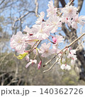 青空に映える桜 140362726