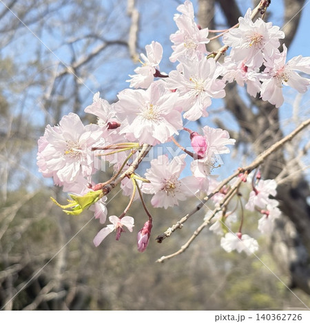 青空に映える桜 140362726