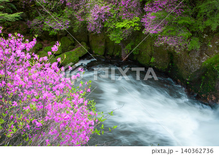 つつじの花と水の流れ 140362736