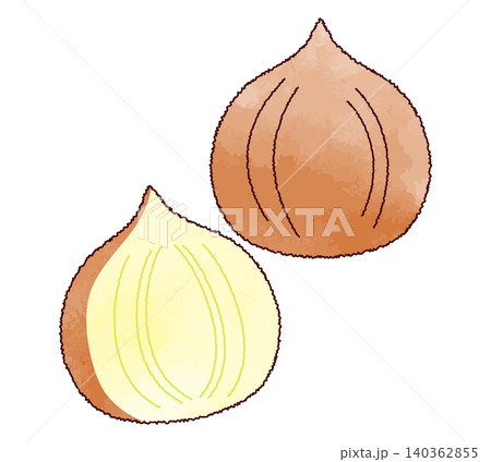 水彩画風のシンプルな玉ねぎのイラスト 水彩画風のシンプルな玉ねぎのイラスト 140362855