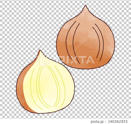 水彩画風のシンプルな玉ねぎのイラスト 水彩画風のシンプルな玉ねぎのイラスト 140362855