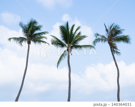 Palm tree on white cloud blue sky background, natural season summer tropical, branch coconut growth farm garden at coast sea natural nature for backdrop travel vacation holidays. 140364031