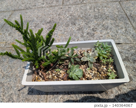 白いプランターに植えられたおしゃれな多肉植物の寄せ植え 白いプランターに植えられたおしゃれな多肉植物の寄せ植え 140364067