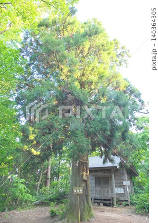 文殊山 室堂と天狗杉 文殊山 室堂と天狗杉 140364305