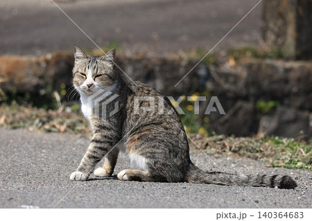 こちらを見ている猫 こちらを見ている猫 140364683