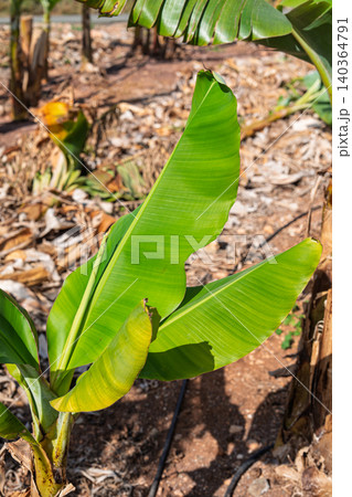 Young banana plant with bright green leaves growing in a plantation in Tenerife, Canary Islands Young banana plant with bright green leaves growing in a plantation in Tenerife, Canary Islands 140364791